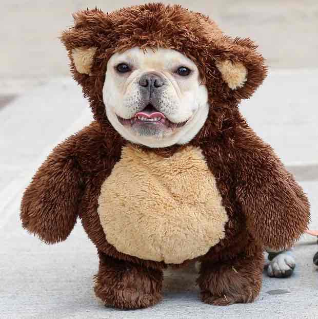Avatar of Charlie The Teddy Bear