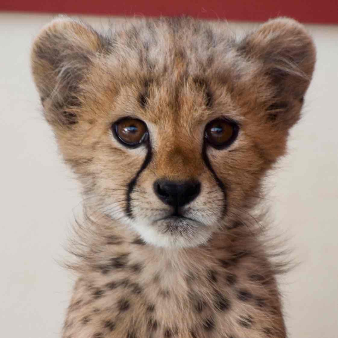 Avatar of Kris The Cheetah