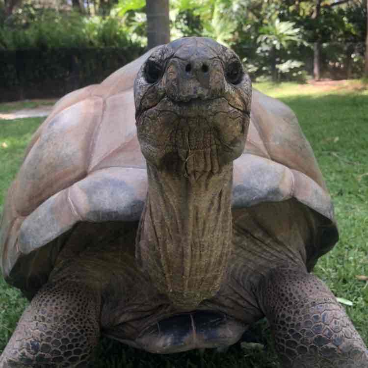 Avatar of Shellebrate with a Tortoise Cameo