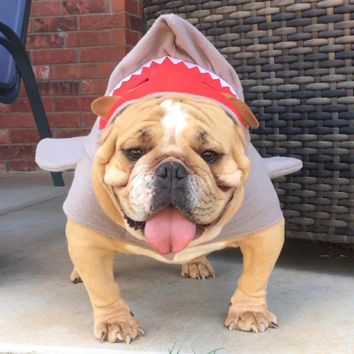 Avatar of Gus the Meatball