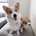Avatar of Harold & Harley the Corgis
