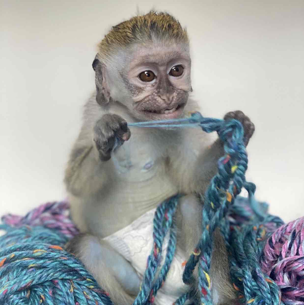 Avatar of Mojo The Monkey