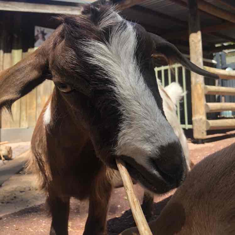 Avatar of Groovy Goat Gang