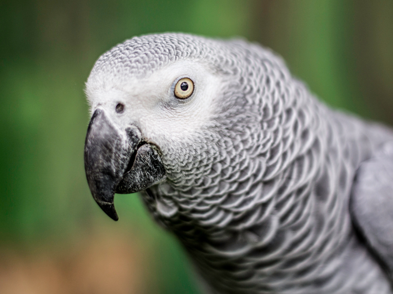 Avatar of Einstein African Grey Parrot
