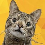 Avatar of Maya the Cat