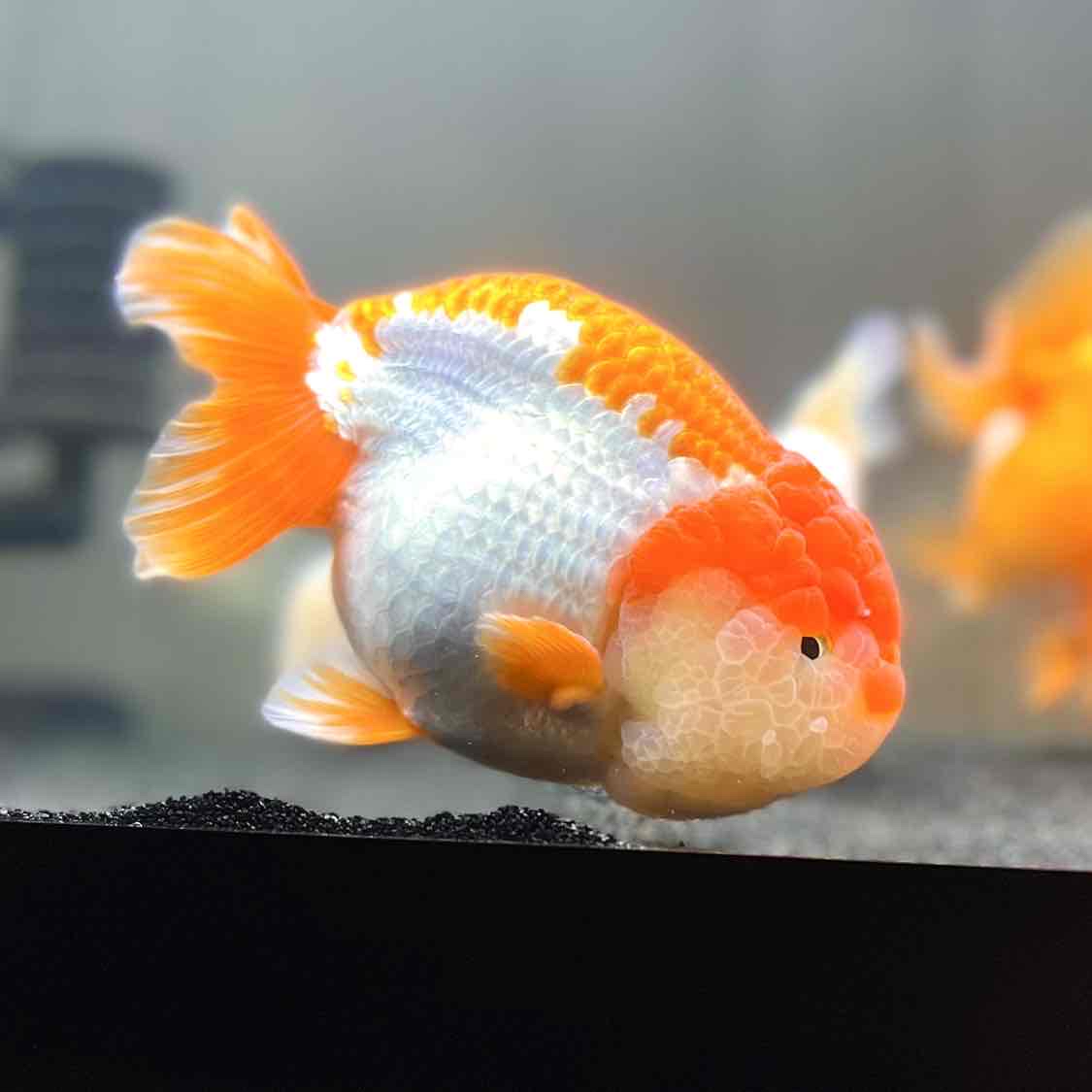 Avatar of Luke’s Goldies