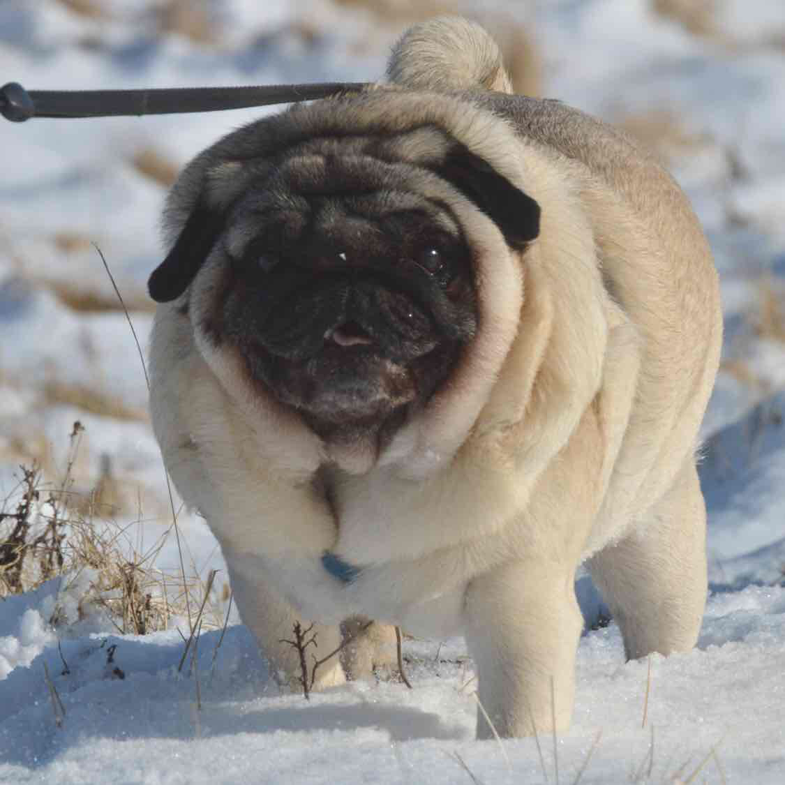Avatar of mypugboo