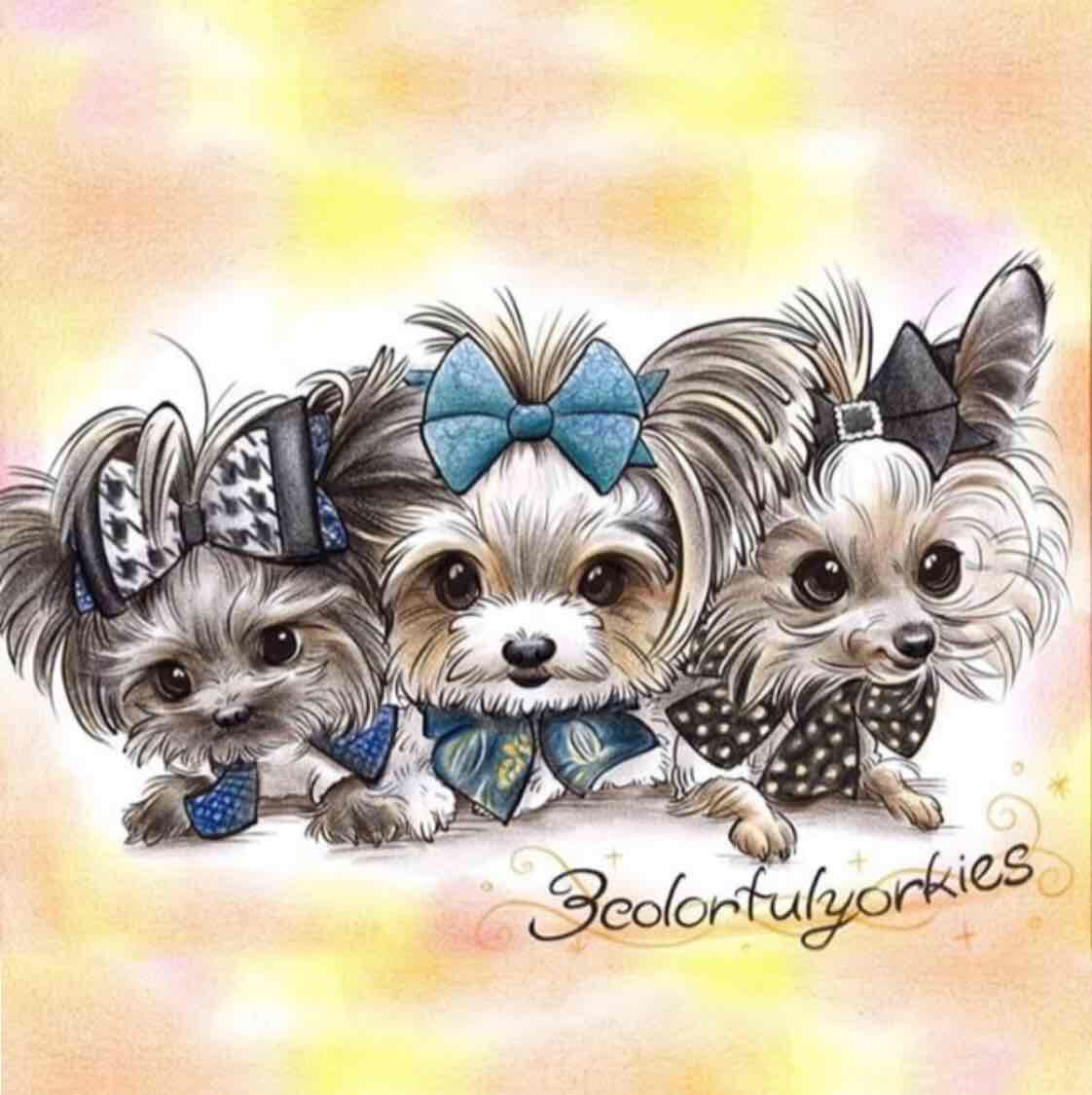 Avatar of 3colorfulyorkies