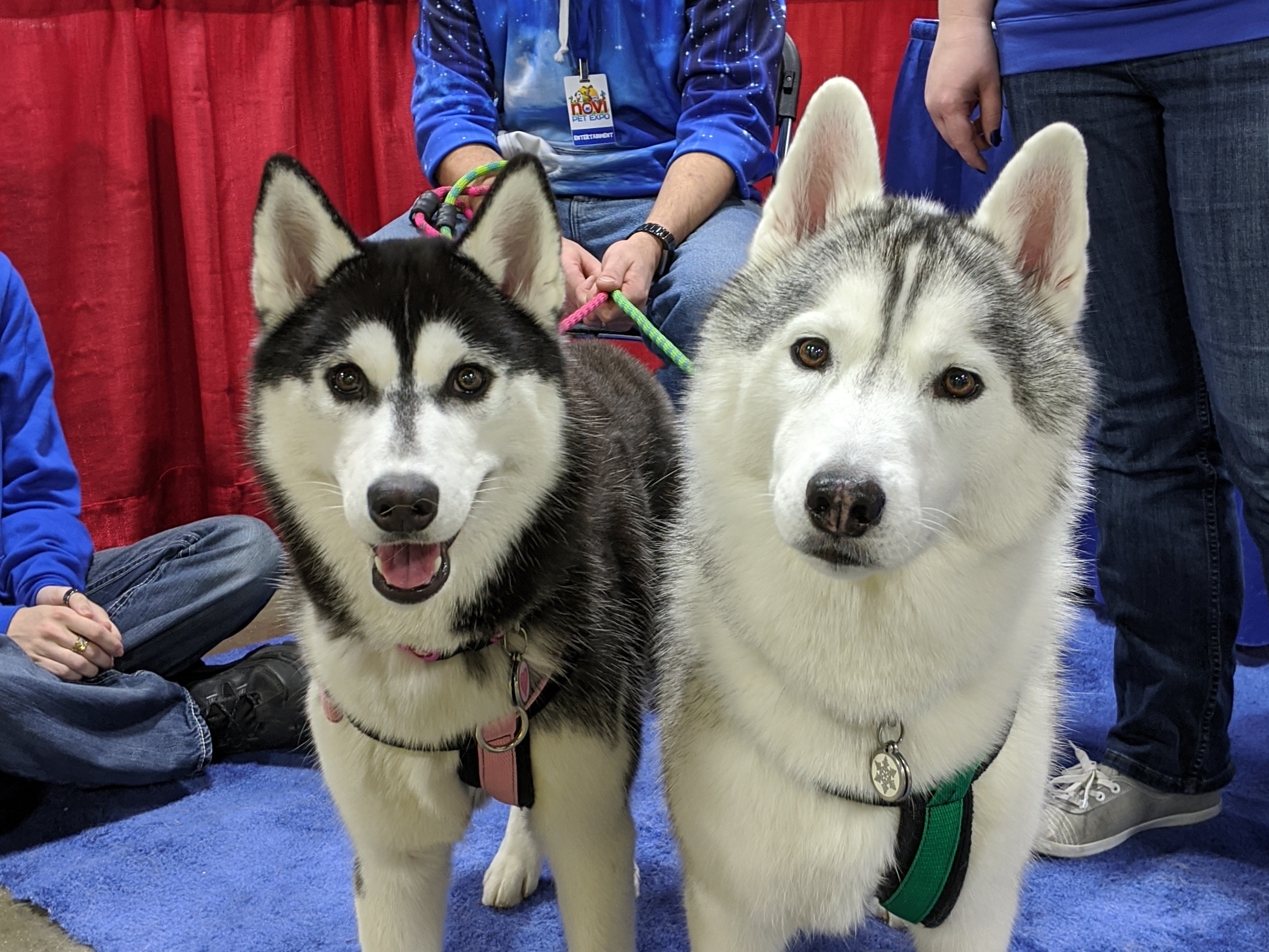 Avatar of Gone to the Snow Dogs