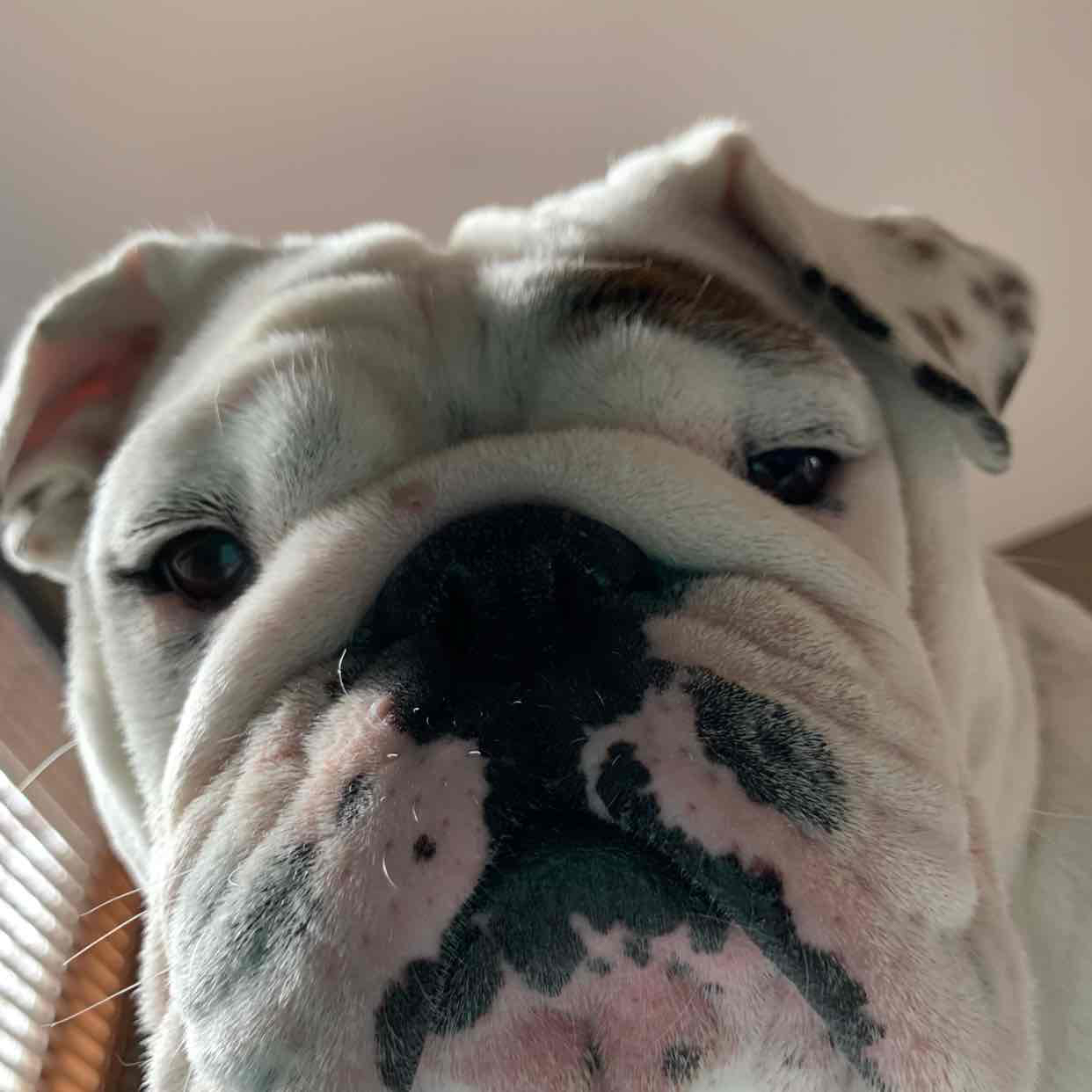Avatar of Eggnog The Bulldog