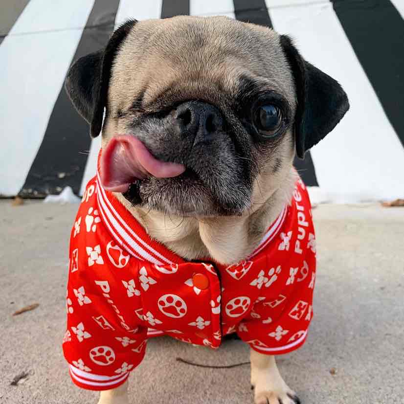 Avatar of Pee Wee Aloysius the Pug