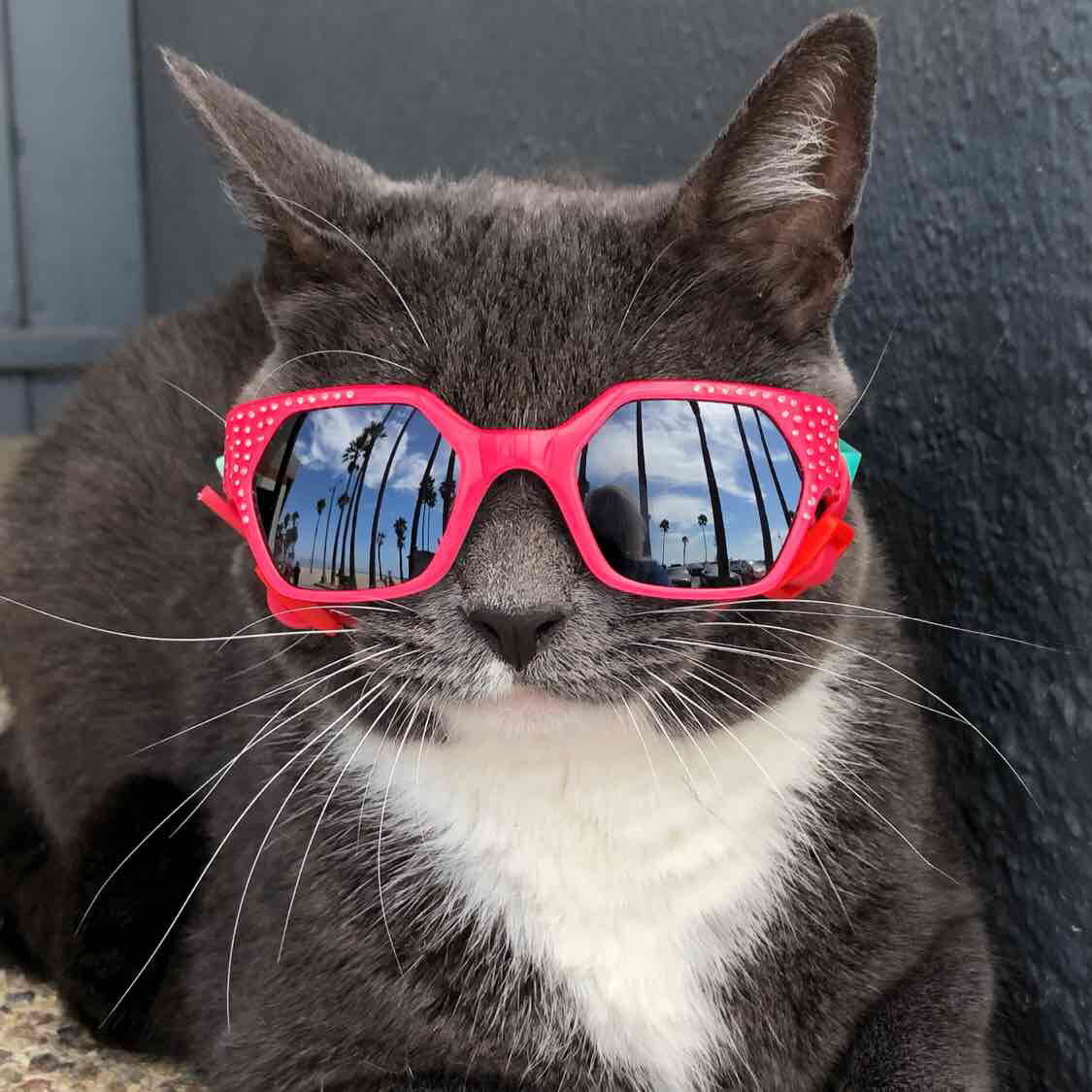 Avatar of SUNGLASSCAT