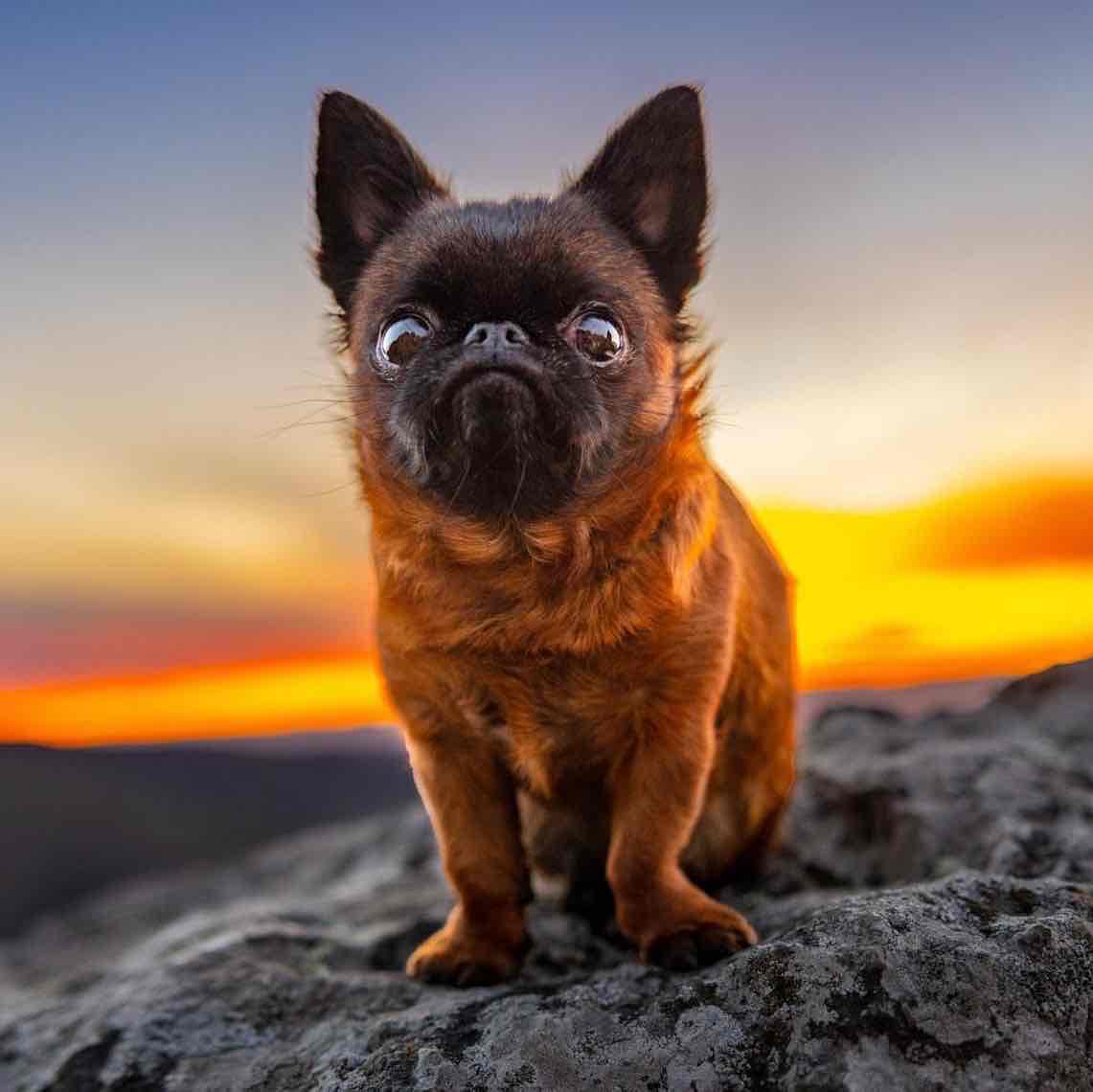 Avatar of Dottie the Dwarf
