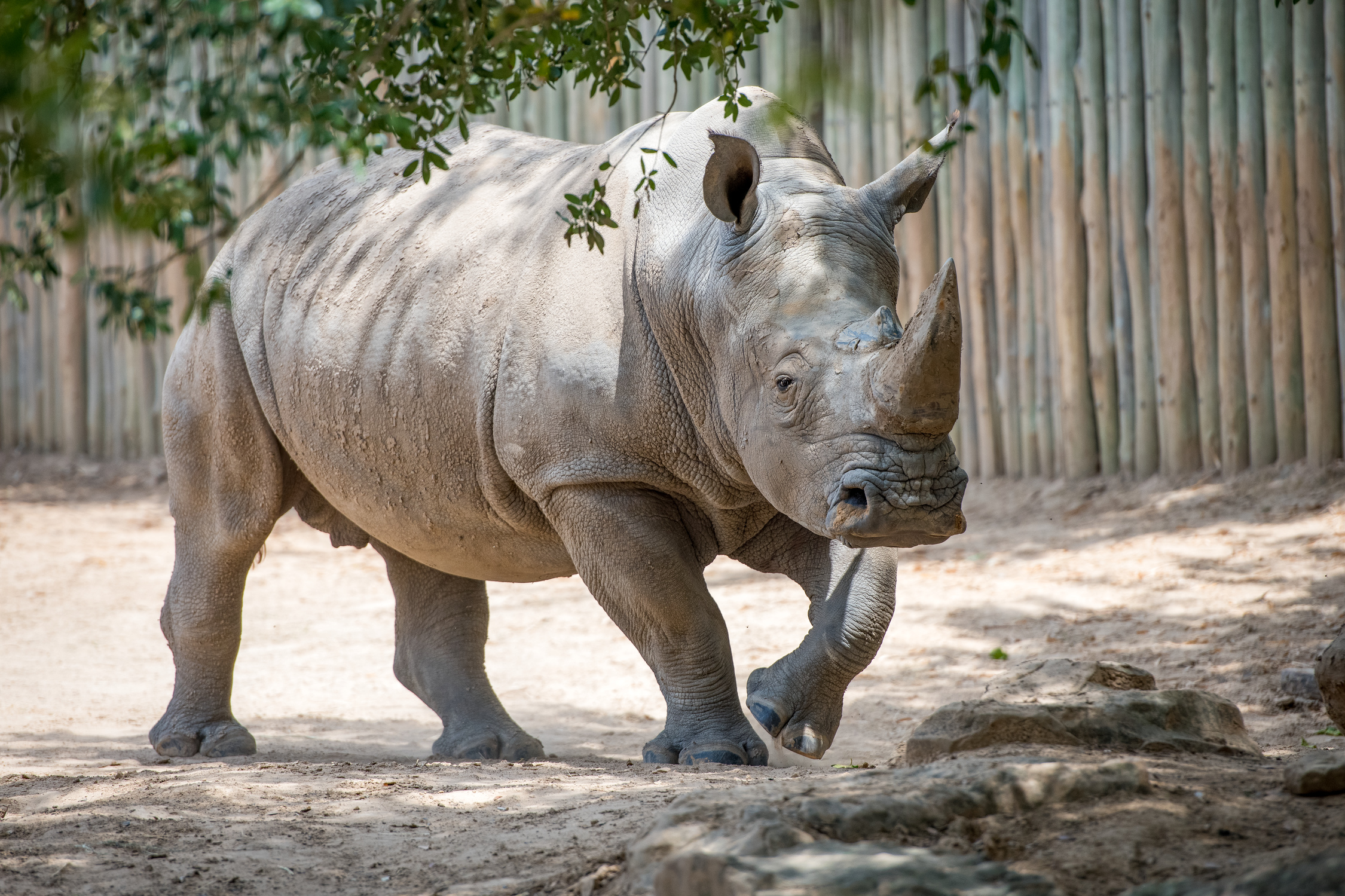 Avatar of Rhinos at Houston Zoo