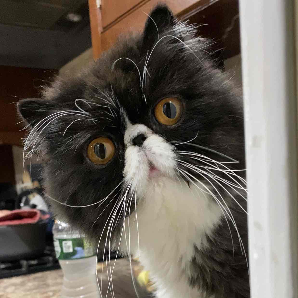 Avatar of Walter Bishop the Cat