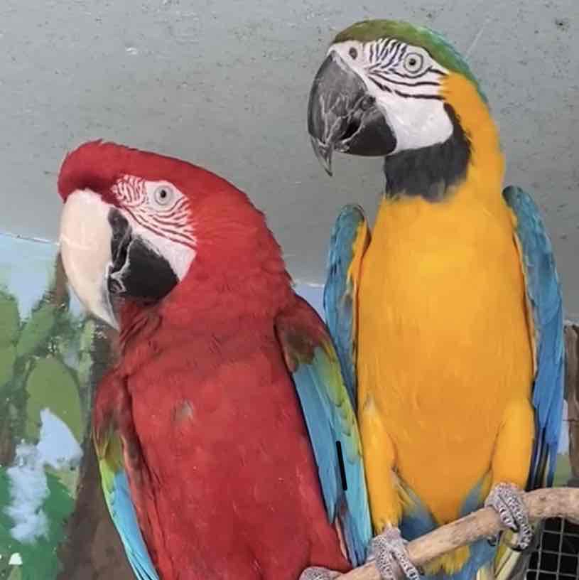 Avatar of Macaws Rockwell & Cusco at Stone Zoo