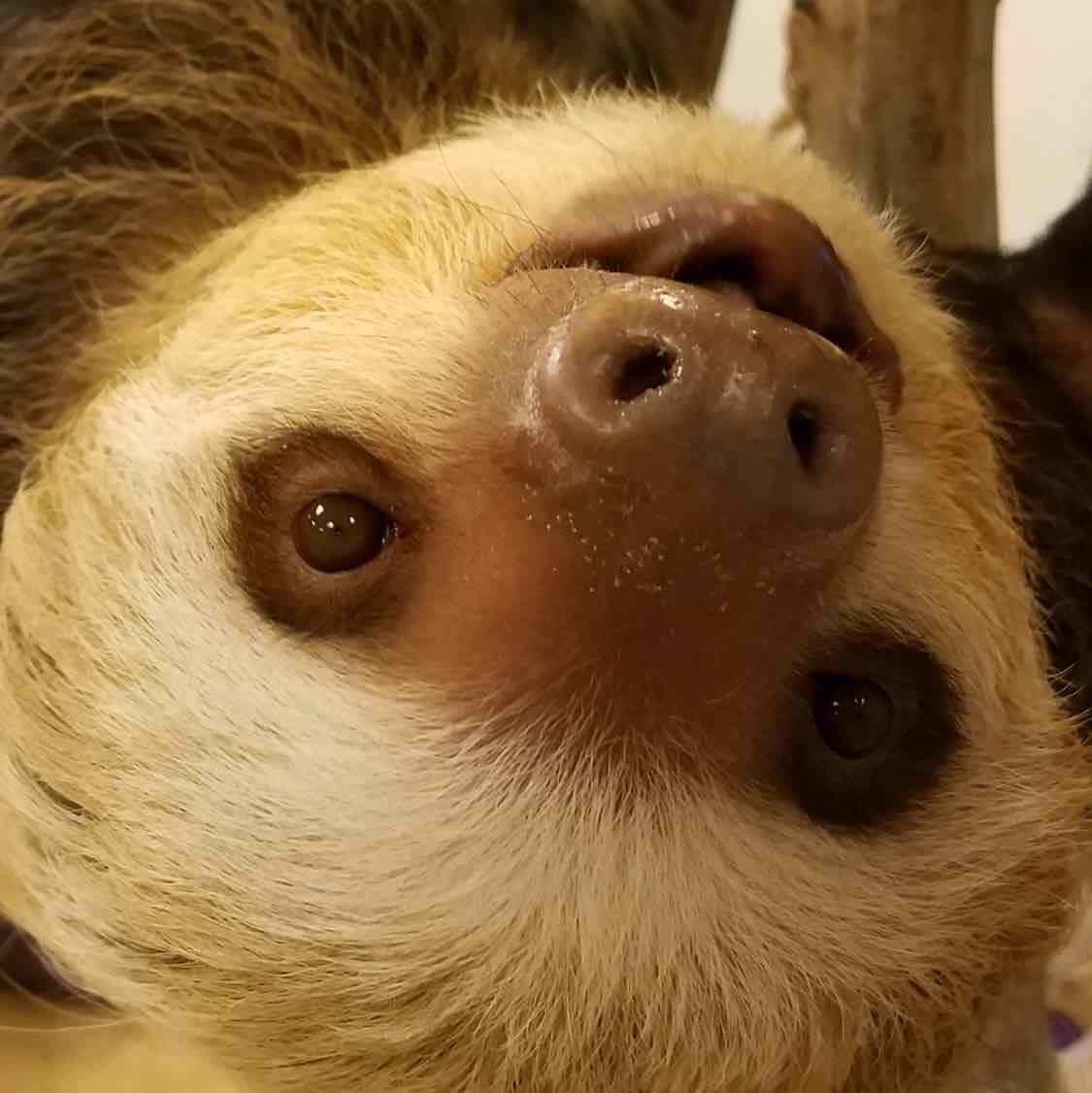 Avatar of Dunkin the Two Toed Sloth