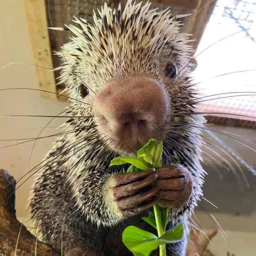 Avatar of Rico The Porcupine