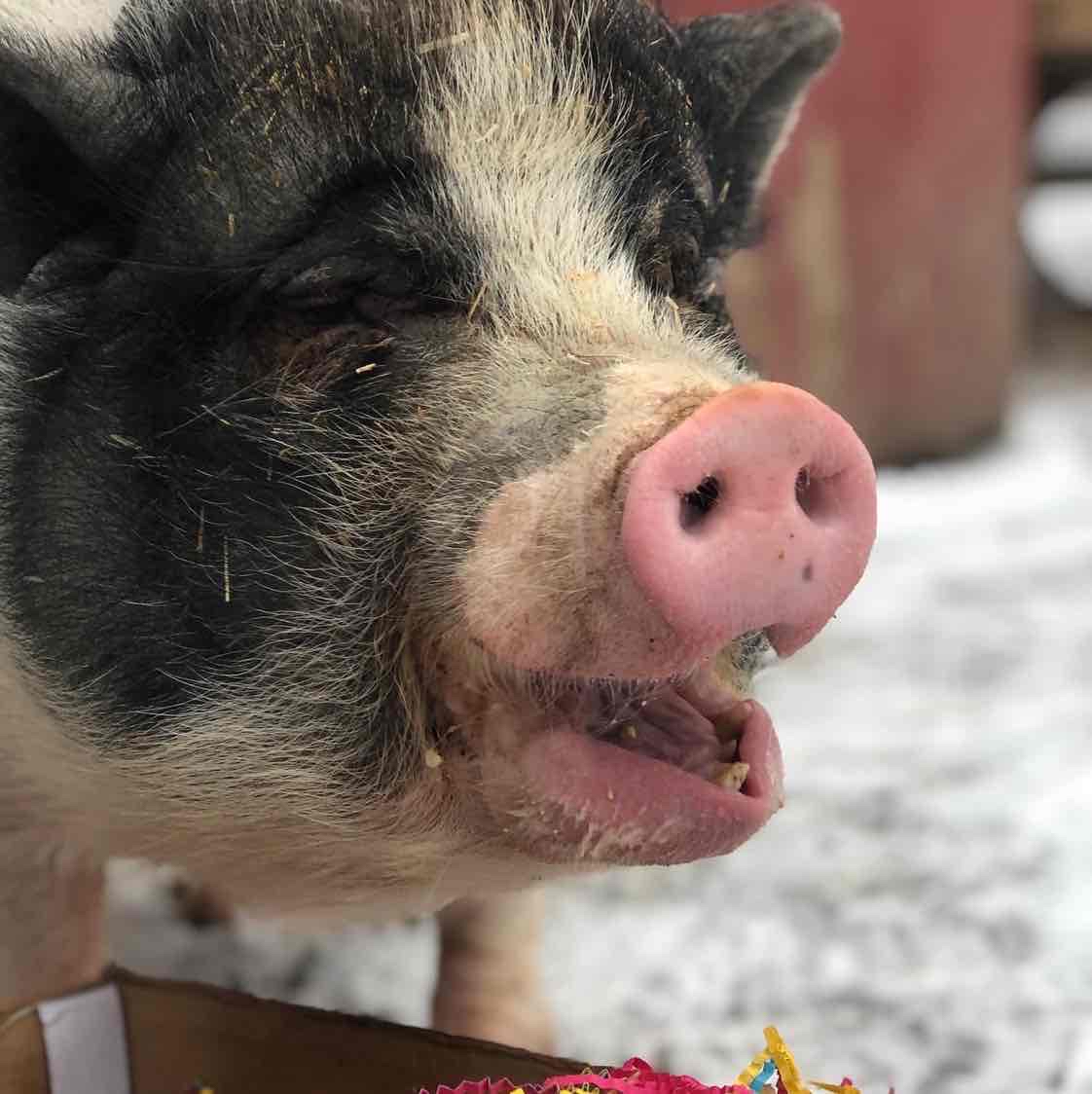 Avatar of Polly pig