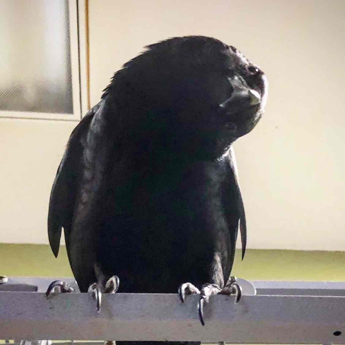 Avatar of Harriet the American Crow