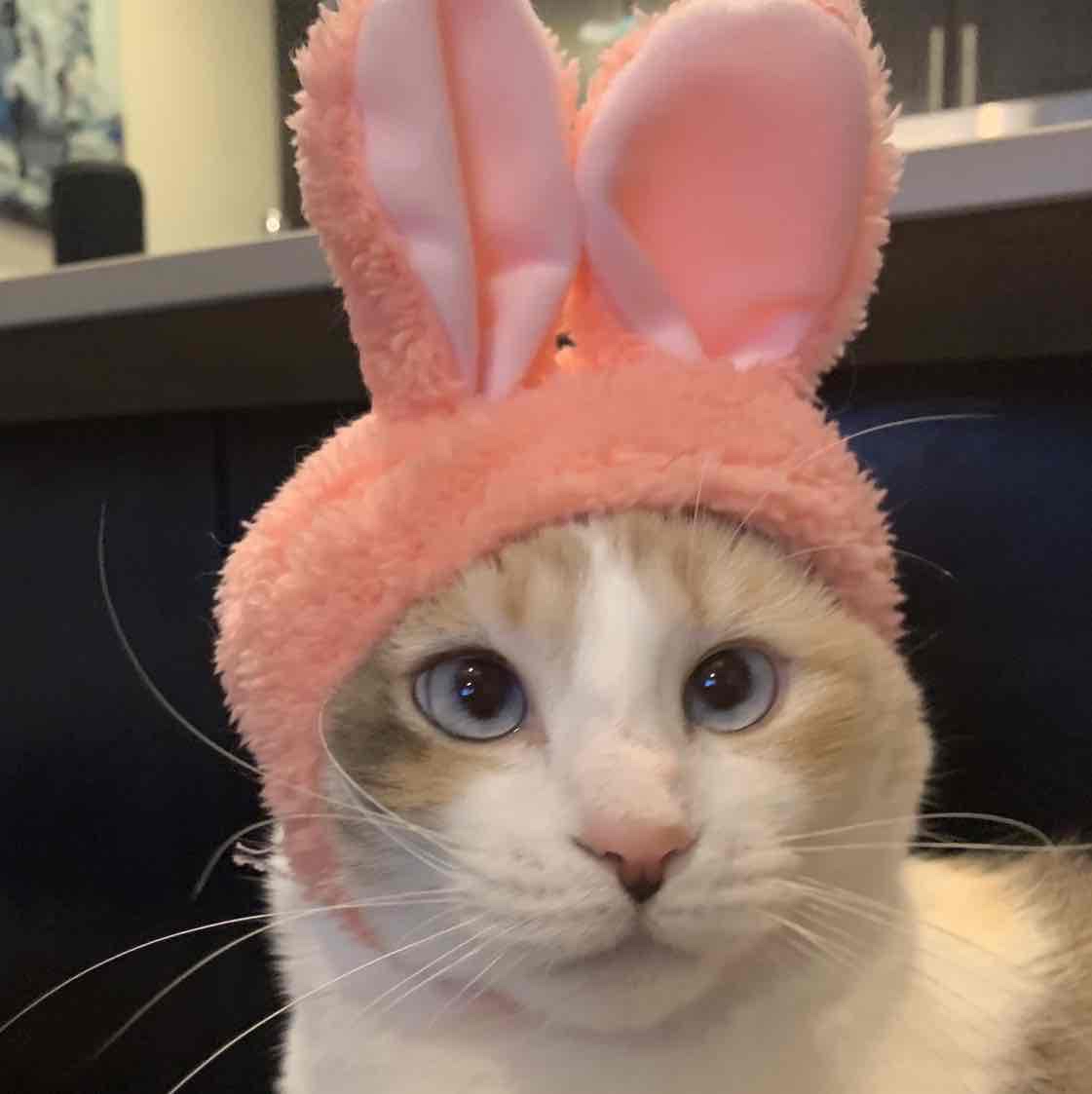 Avatar of Panko Cat