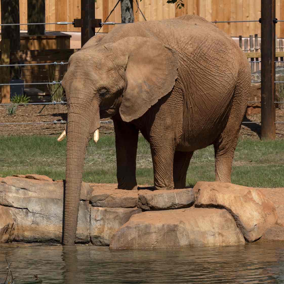 Avatar of Kelly the African Elephant
