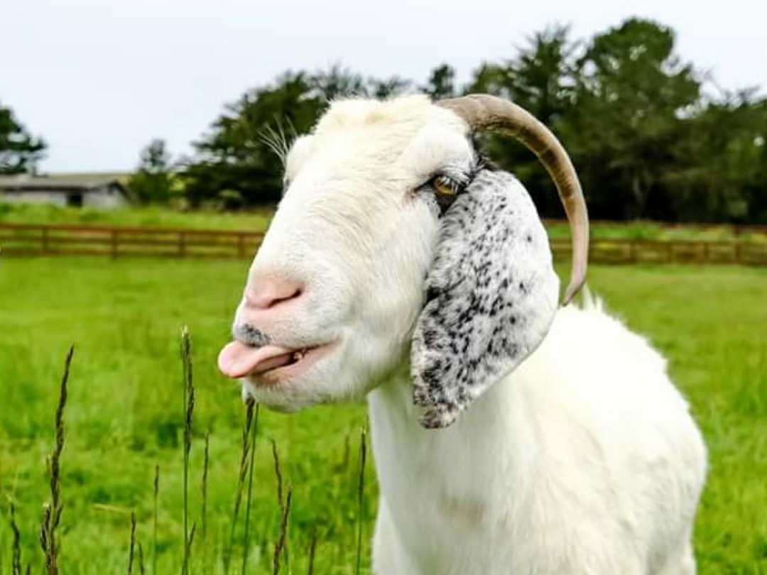 Avatar of Juno the Goat