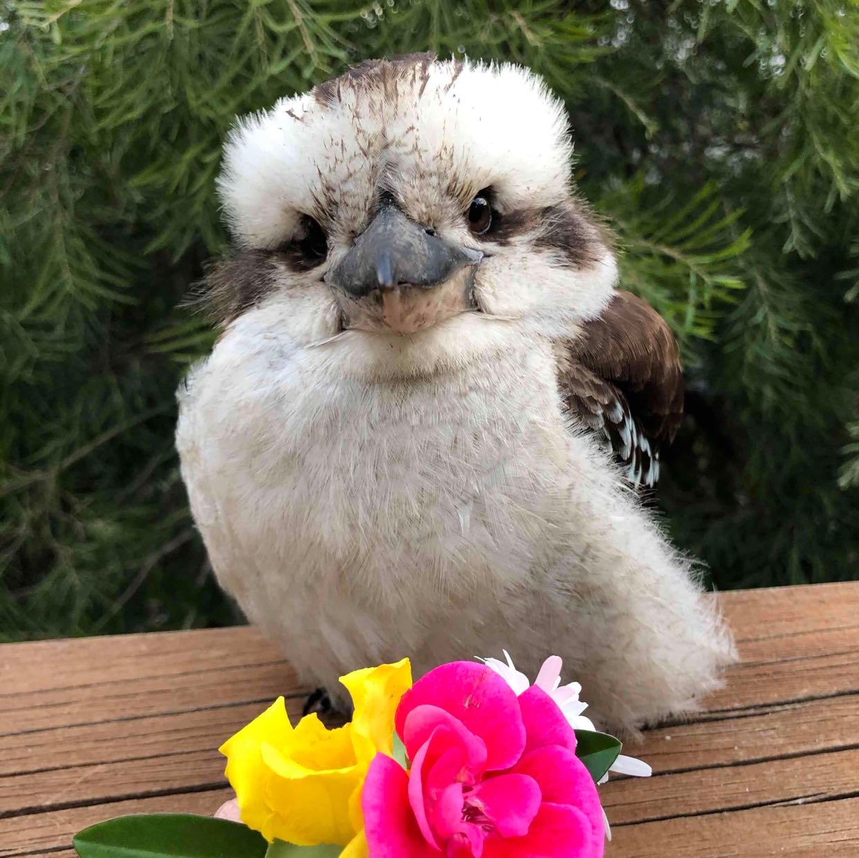 Avatar of Birds of Oz 🇦🇺