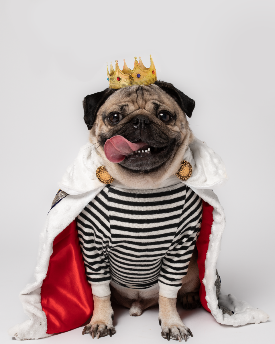 Avatar of Doug The Pug
