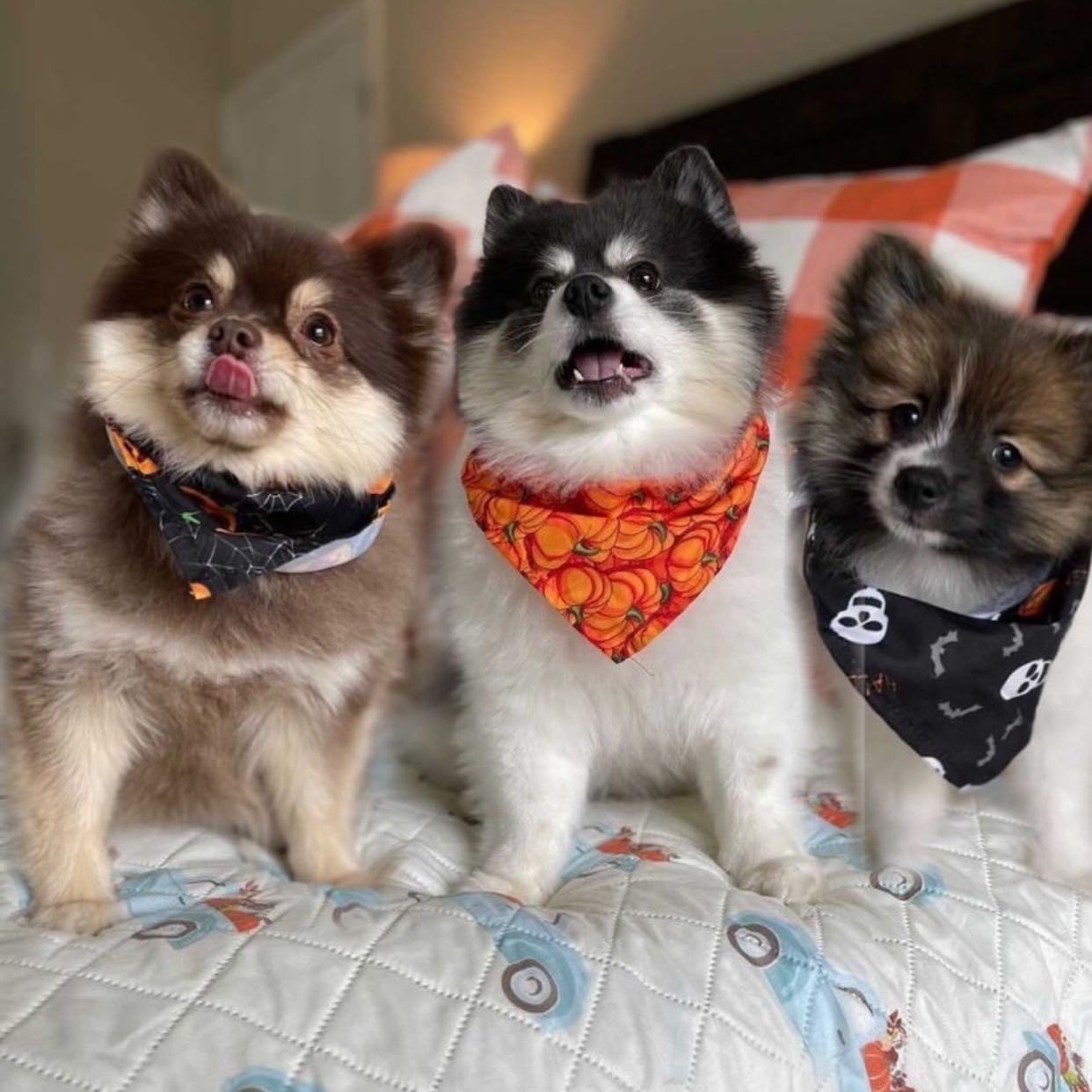 Avatar of Scout, Suki & Stella