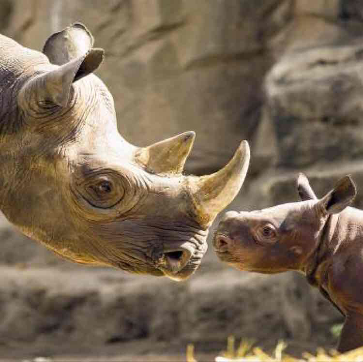 Avatar of Rhinos