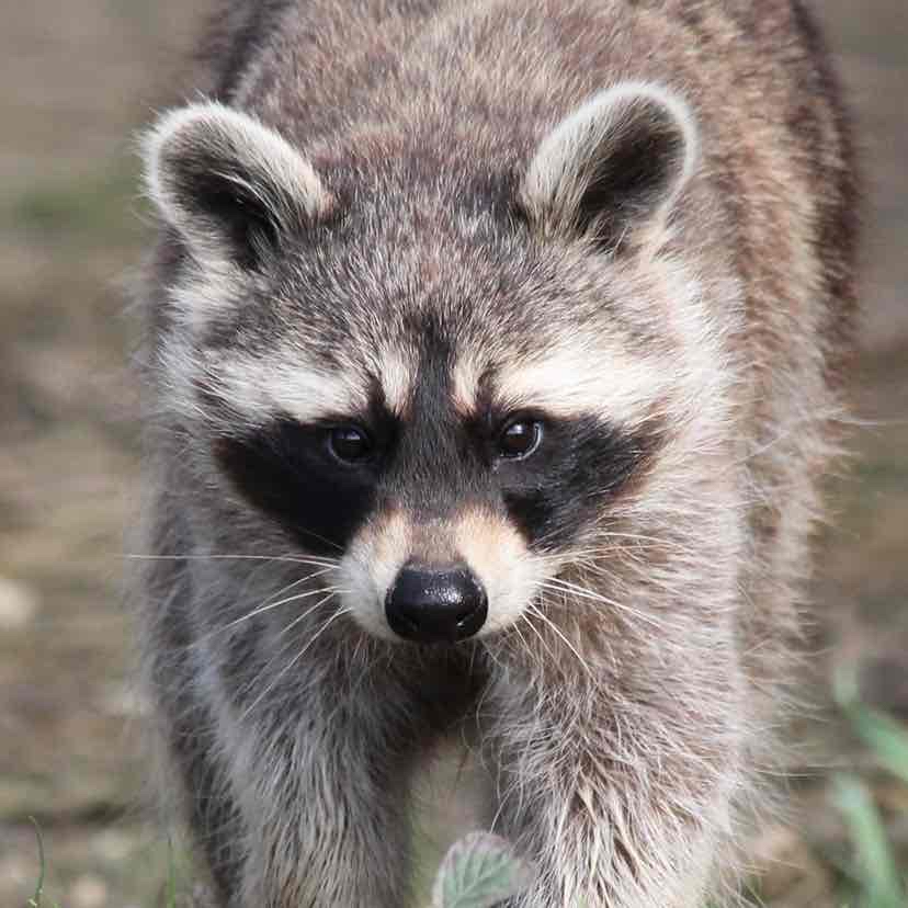 Avatar of Ralph the Raccoon