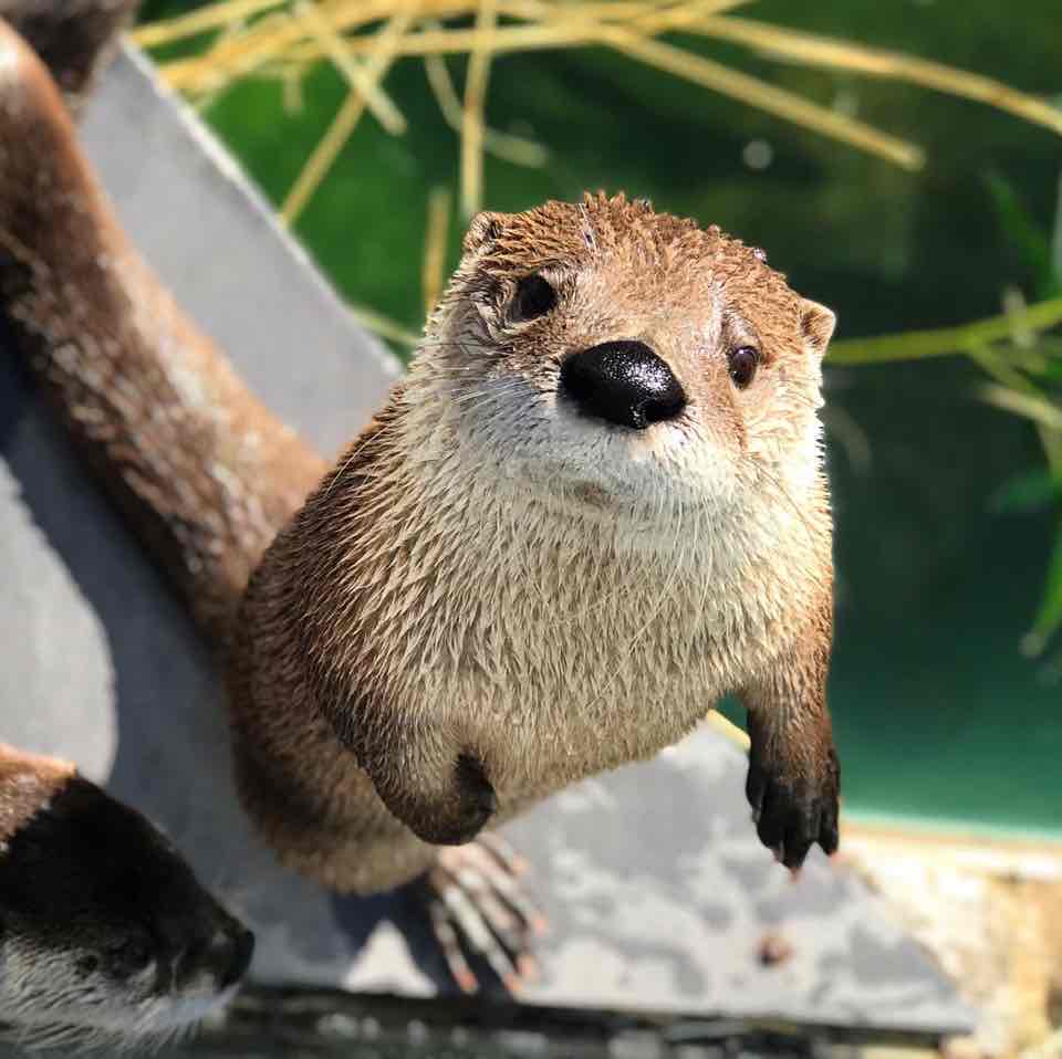 Avatar of North American River Otters