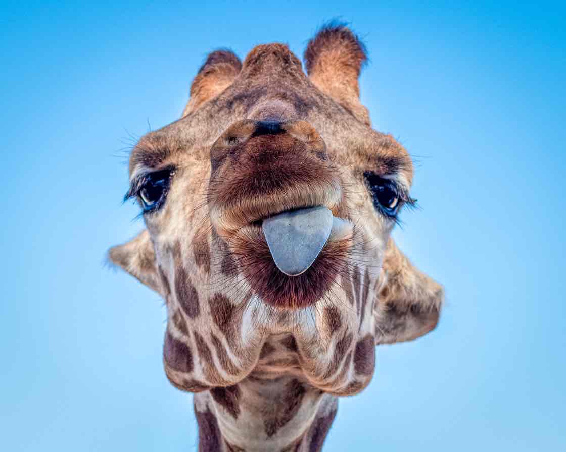 Avatar of Giraffes at Phoenix Zoo