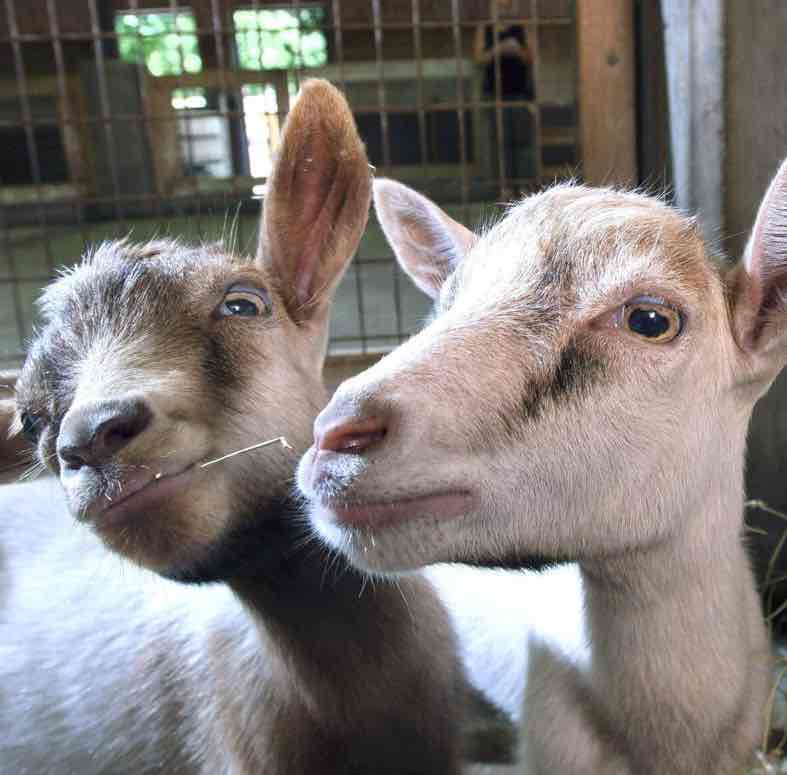 Avatar of Pygmy Goats