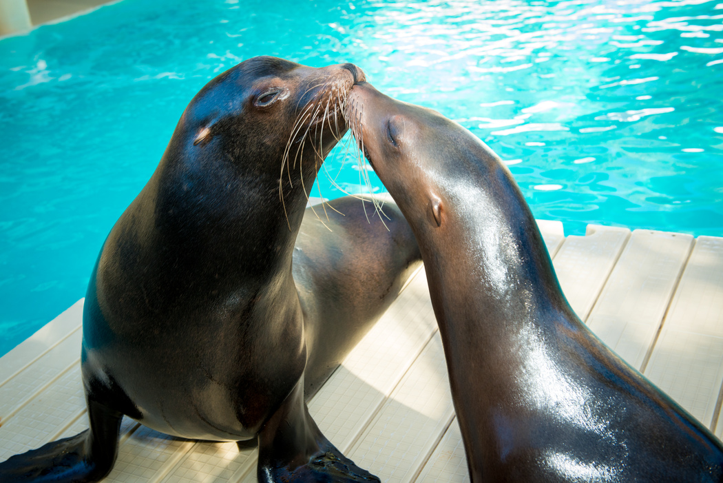Avatar of Sea Lions at Houston Zoo