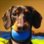 Avatar of Crusoe the Dachshund