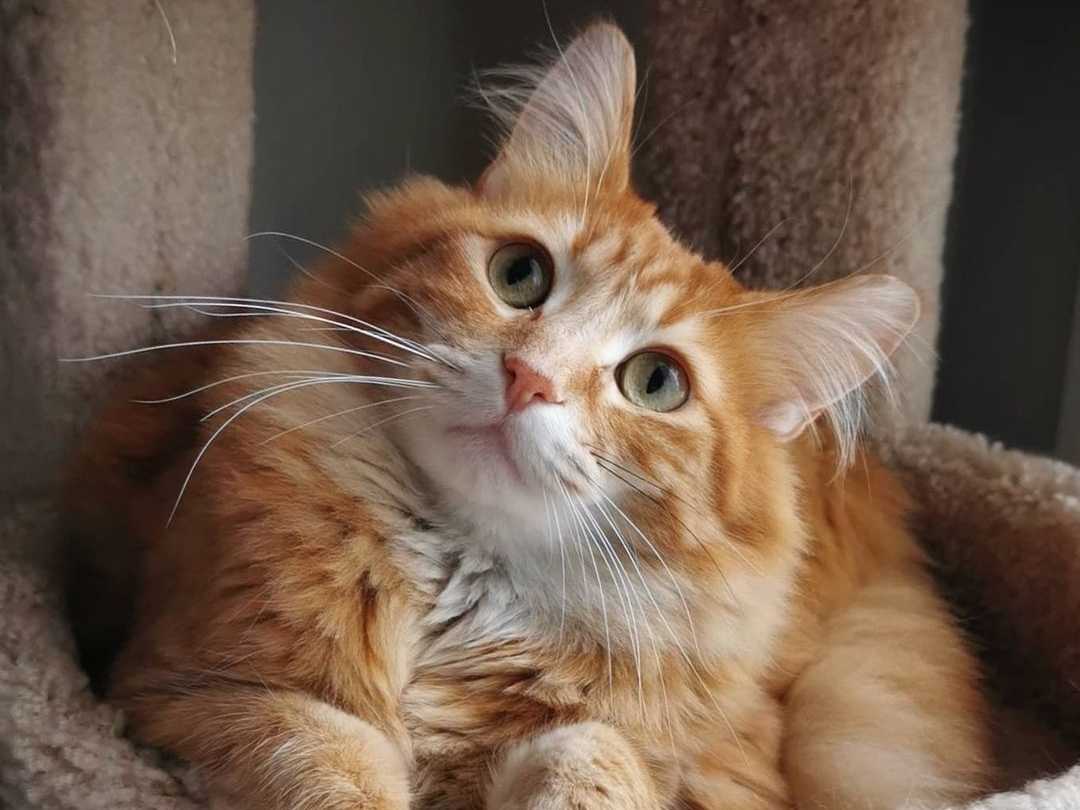 Avatar of Walter the Catt