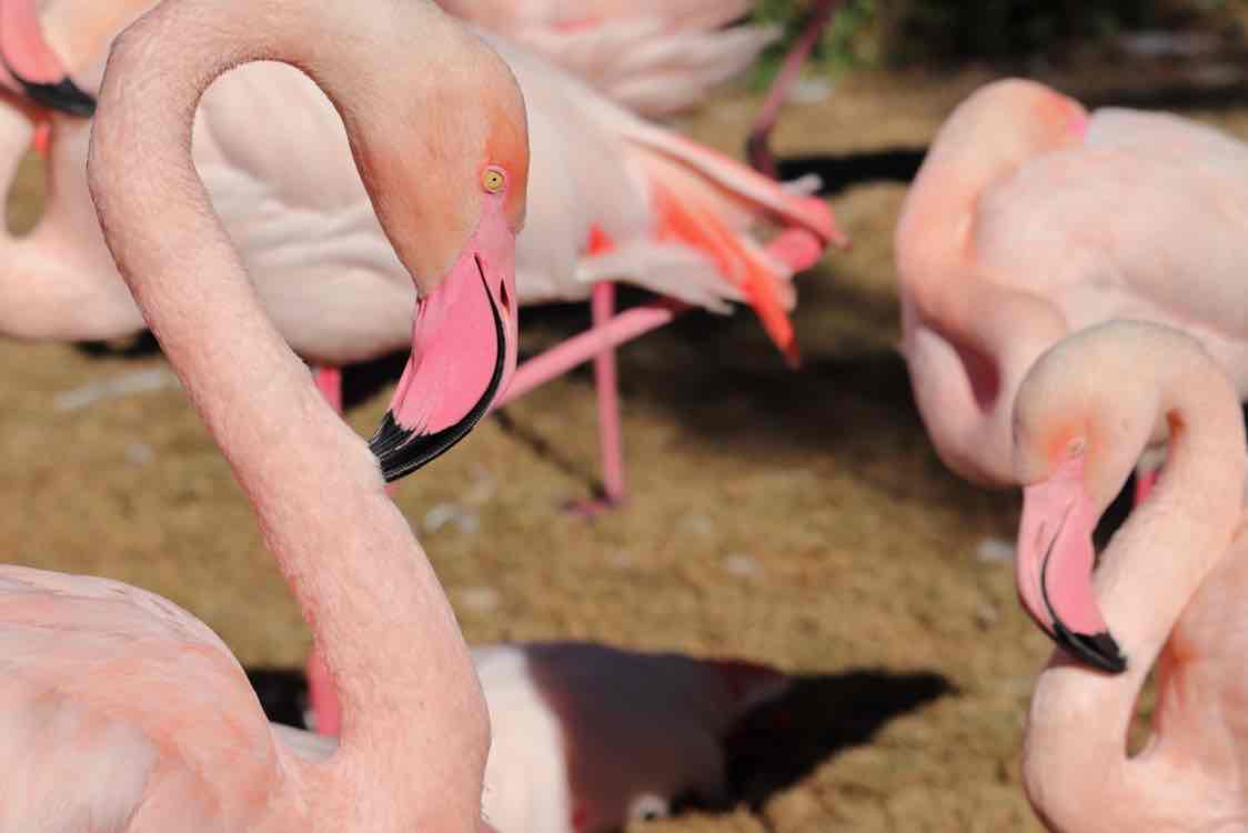 Avatar of Flamingos