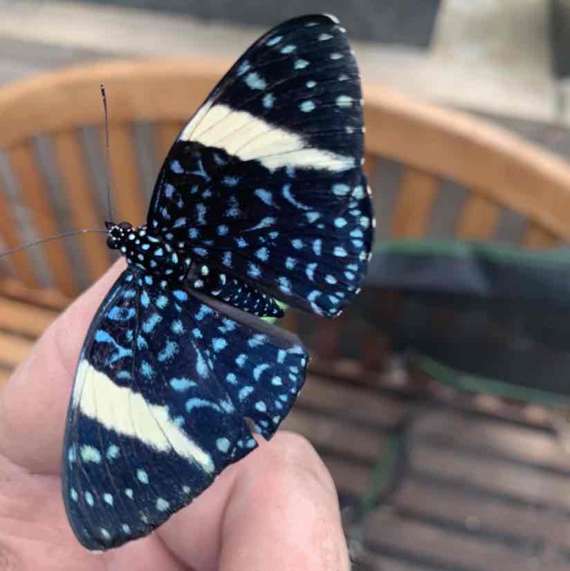 Avatar of Butterfly releases at the Butterfly House: An Insect Zoo