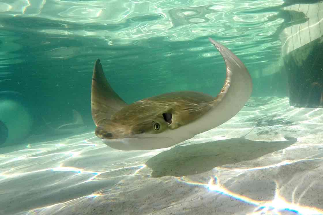 Avatar of Barrel Boy the Stingray