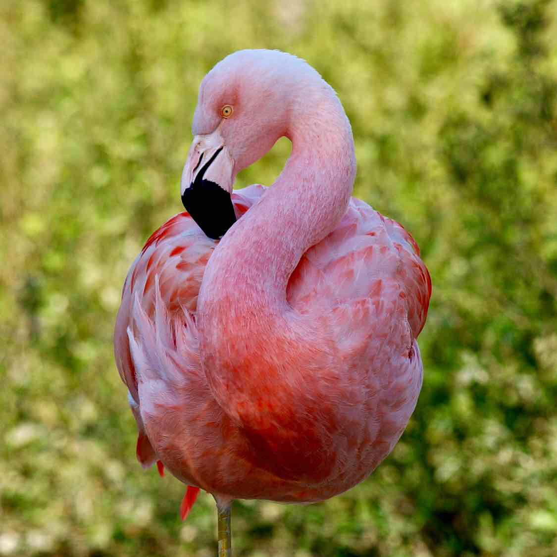 Avatar of Flamingos at BREC’s Baton Rouge Zoo