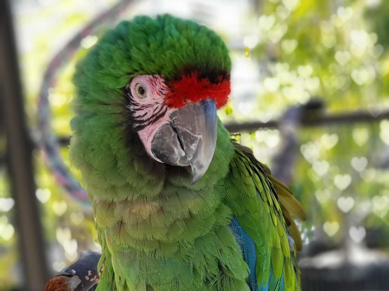 Avatar of Radio the Military Macaw