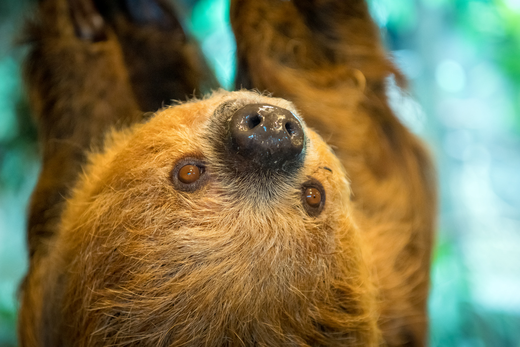 Avatar of Curly the Sloth at Houston Zoo