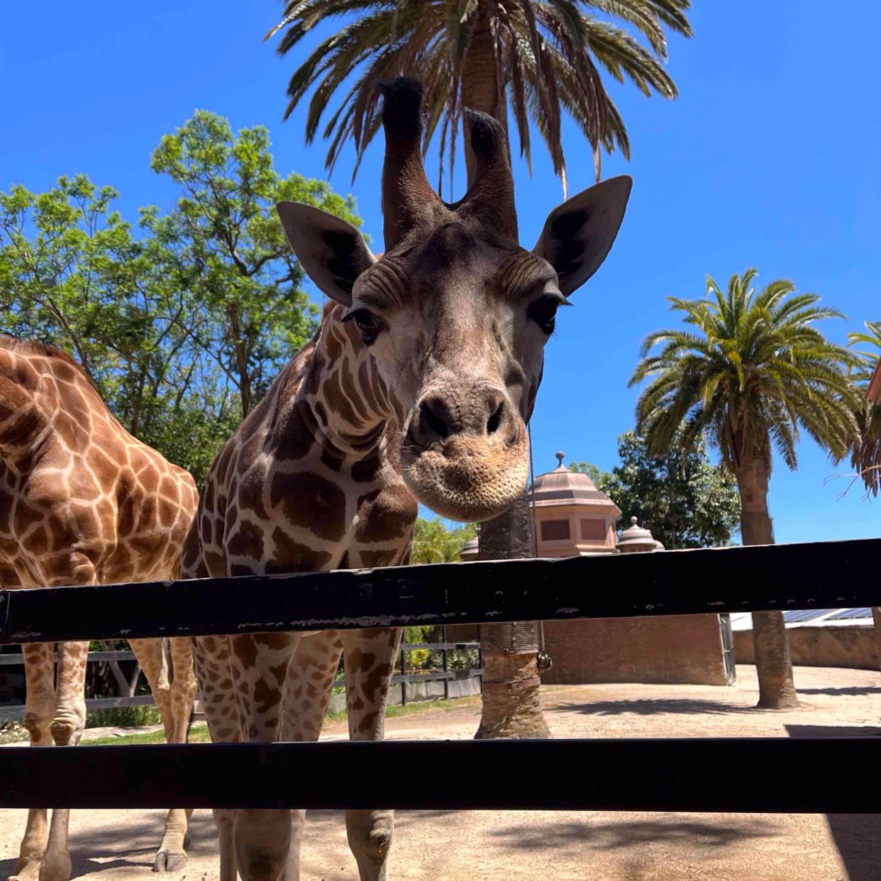 Avatar of Giant Giraffe