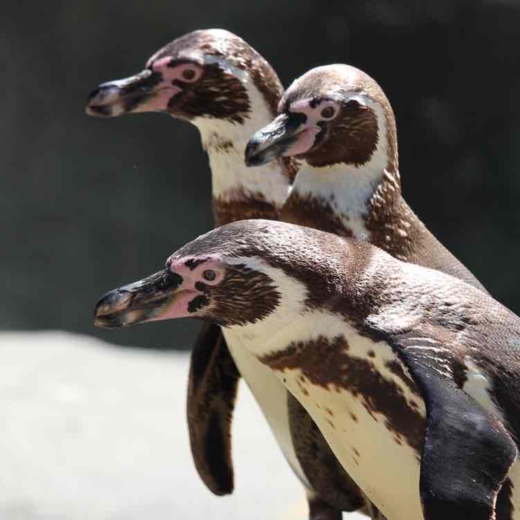 Avatar of Penguins at Philadelphia Zoo