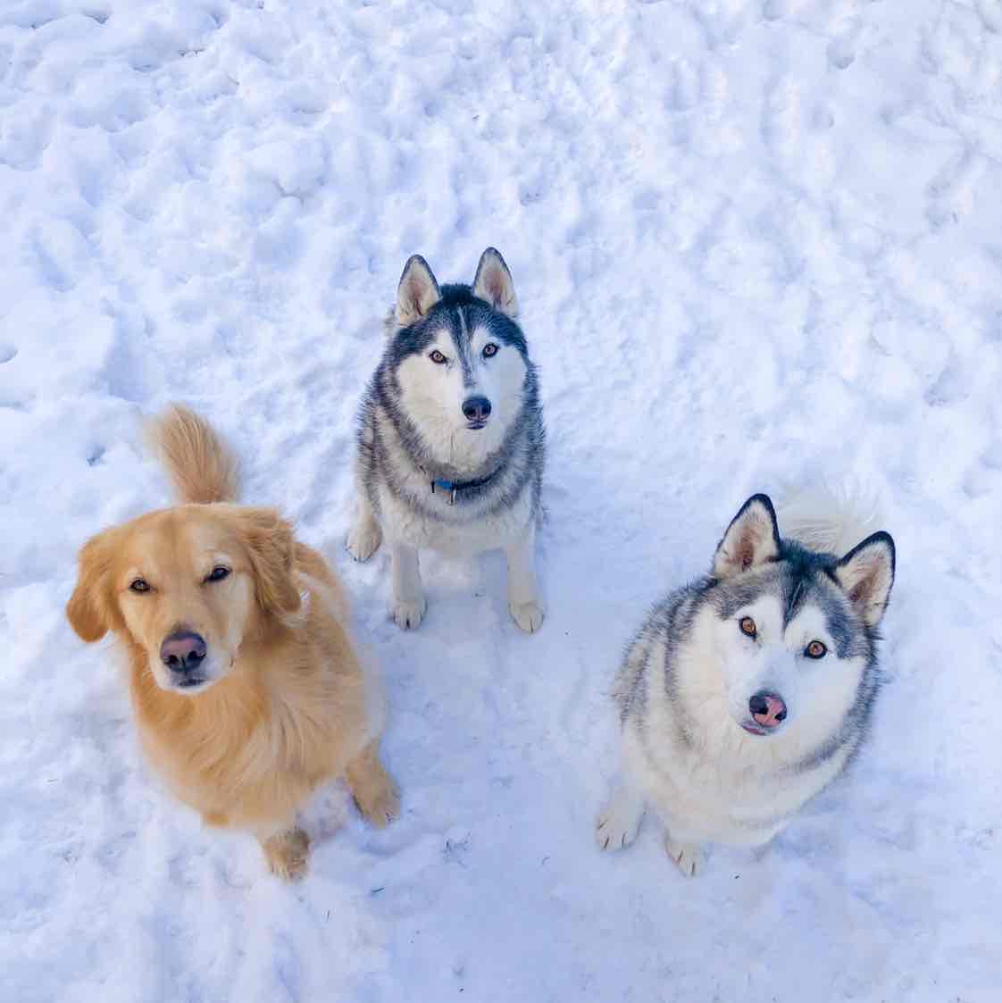 Avatar of Nico, Jackson & Zoey