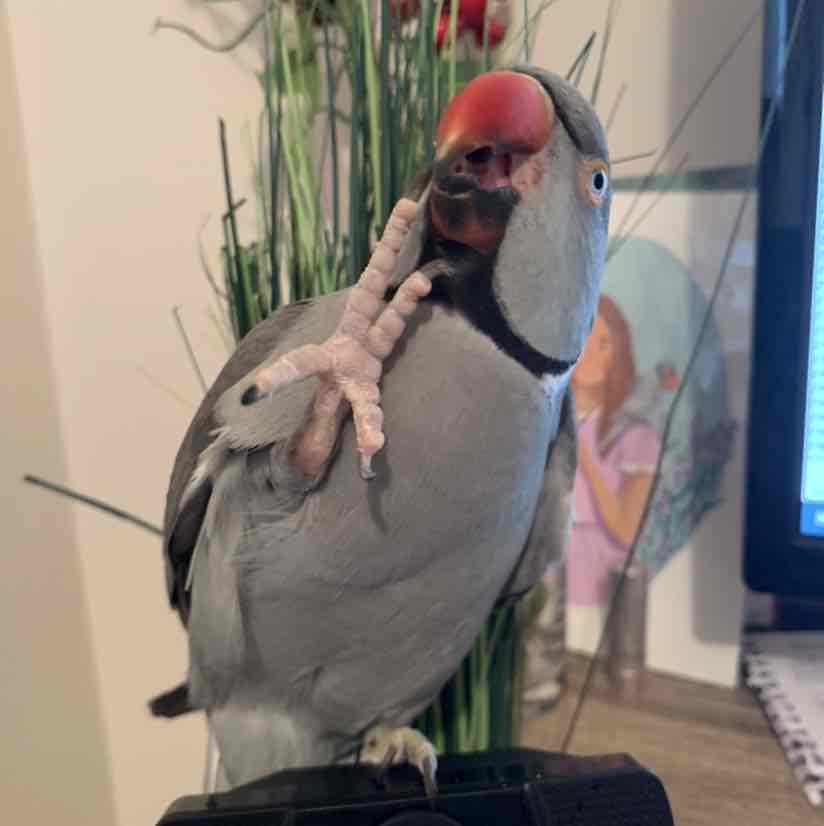 Avatar of Milo