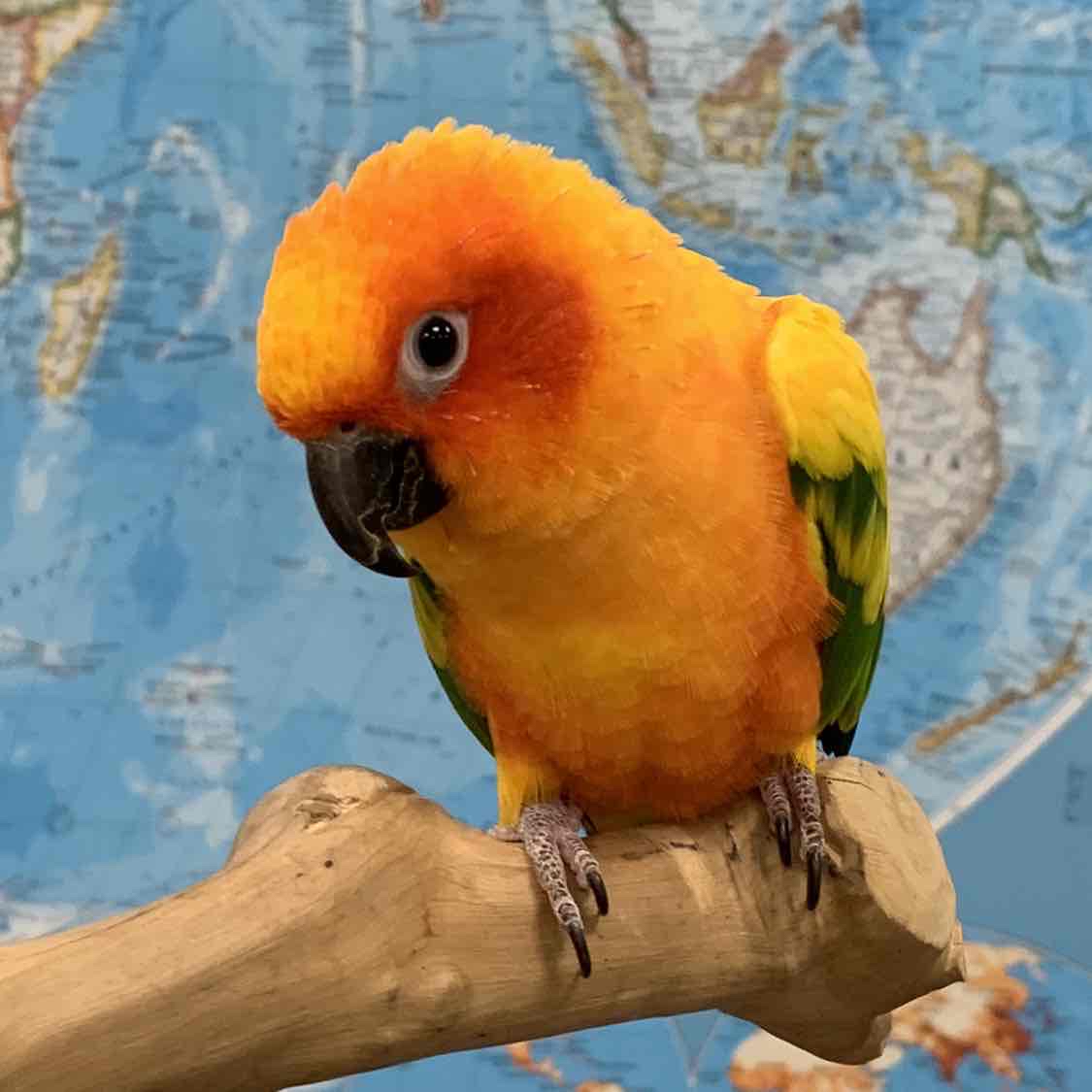 Avatar of Lucy the Sun Conure