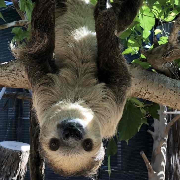 Avatar of Fernando the Sloth